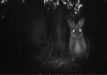 Bandicoot-Watch-wallaby