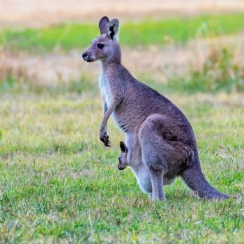 eastern-grey-kangaroo