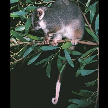 ringtail-possum2