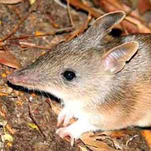 Bandicoot