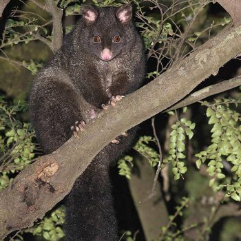 brushtail-possum-brushtail