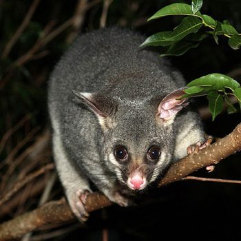 brushtail-possum-common