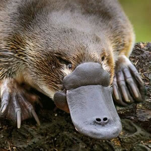 Platypus