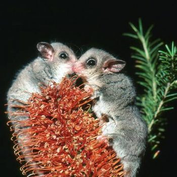 pygmy-possum