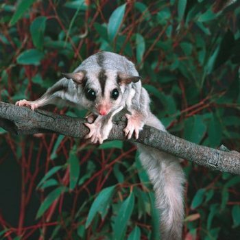 sugar-glider