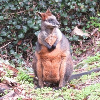 swamp-wallaby-1